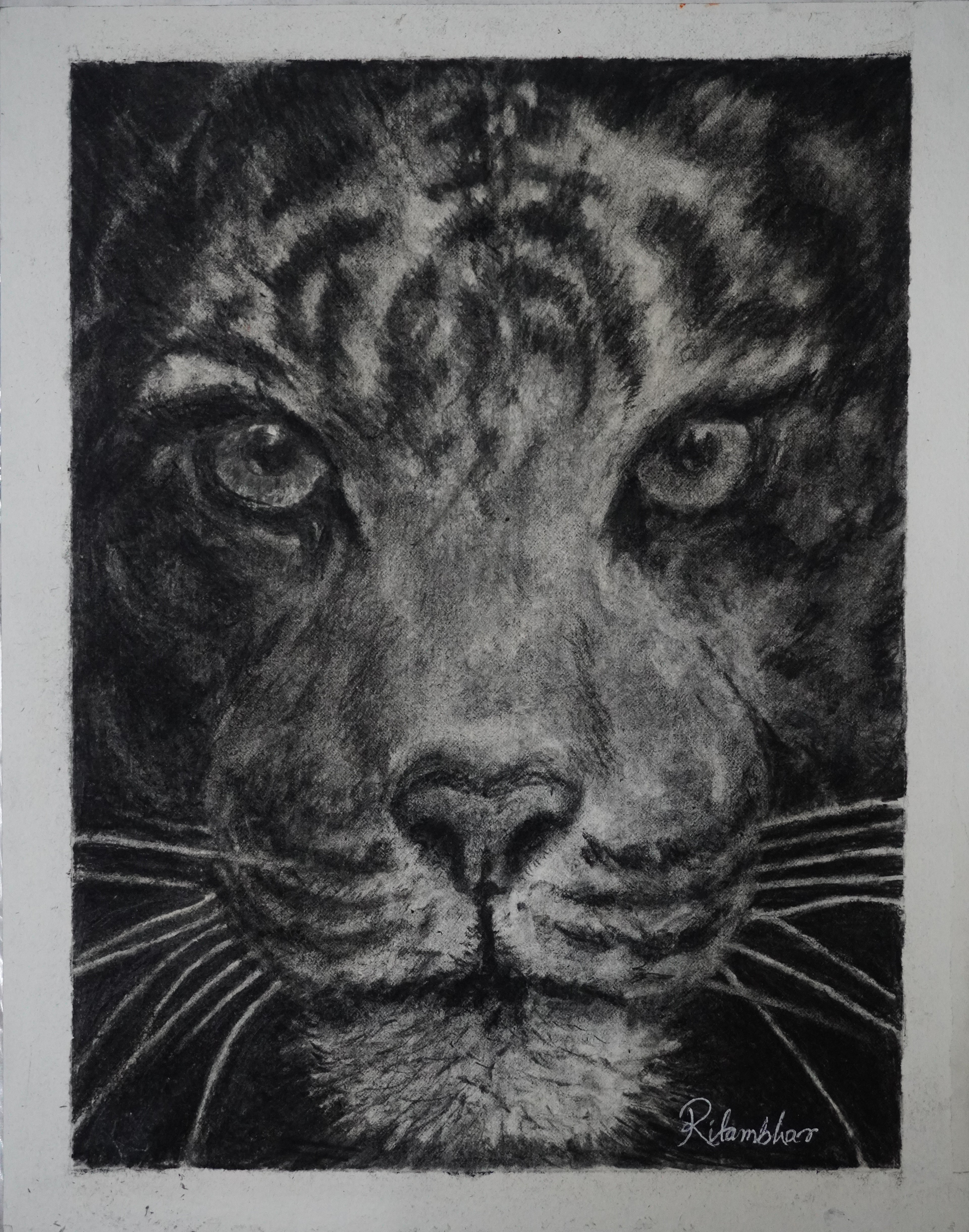 The Glaring Tiger